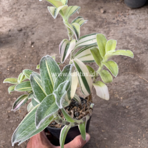 Tradescantia Sillamontana Variegated, real gallery image #2 plants. Picture taken directly from kaktus.id community Tradescantia farmer green houses.