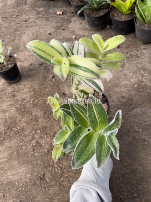 Tradescantia Sillamontana Variegated, real gallery image #3 plants. Picture taken directly from kaktus.id community Tradescantia farmer green houses.