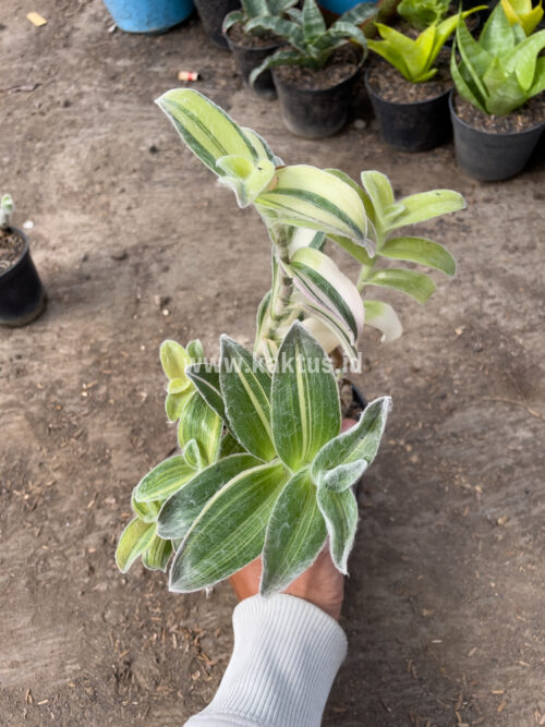Tradescantia Sillamontana Variegated, real gallery image #4 plants. Picture taken directly from kaktus.id community Tradescantia farmer green houses.