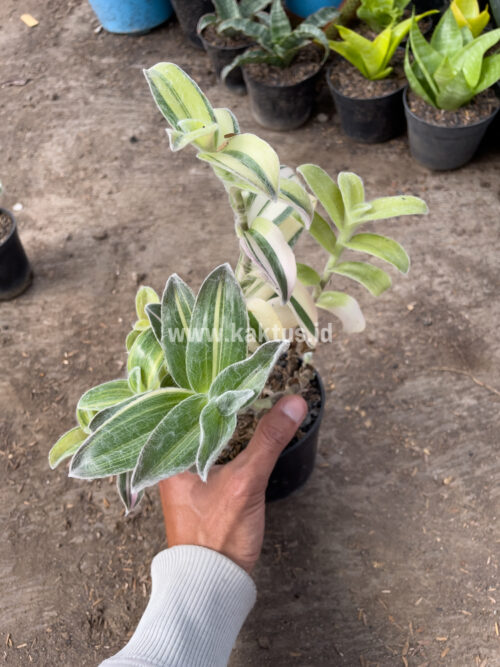 Tradescantia Sillamontana Variegated, real gallery image #5 plants. Picture taken directly from kaktus.id community Tradescantia farmer green houses.