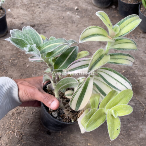Tradescantia Sillamontana Variegated, real gallery image #6 plants. Picture taken directly from kaktus.id community Tradescantia farmer green houses.