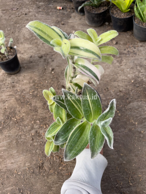 Tradescantia Sillamontana Variegated, real gallery image #7 plants. Picture taken directly from kaktus.id community Tradescantia farmer green houses.