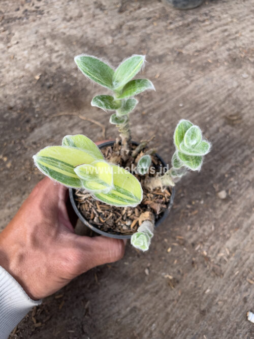 Tradescantia Sillamontana Variegated, real gallery image #8 plants. Picture taken directly from kaktus.id community Tradescantia farmer green houses.