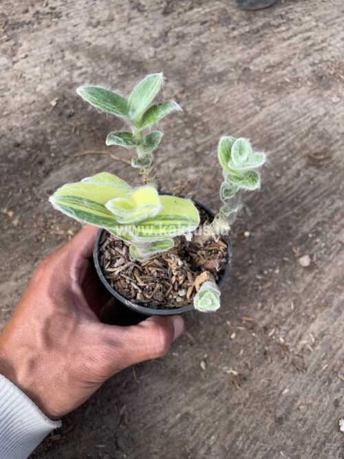 Tradescantia Sillamontana Variegated, real gallery image #9 plants. Picture taken directly from kaktus.id community Tradescantia farmer green houses.