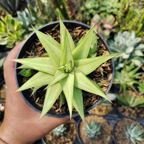 Haworthia Limifolia Ubomboensis Variegated, real gallery image #11 plants. Picture taken directly from kaktus.id community Haworthia farmer green houses.