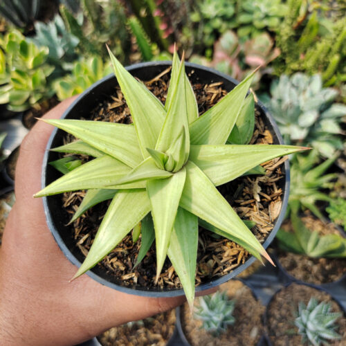 Haworthia Limifolia Ubomboensis Variegated, real gallery image #2 plants. Picture taken directly from kaktus.id community Haworthia farmer green houses.