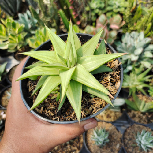 Haworthia Limifolia Ubomboensis Variegated, real gallery image #10 plants. Picture taken directly from kaktus.id community Haworthia farmer green houses.