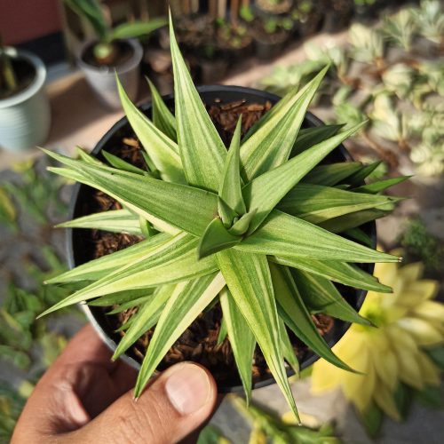 Haworthia Limifolia Ubomboensis Variegated, real gallery image #8 plants. Picture taken directly from kaktus.id community Haworthia farmer green houses.