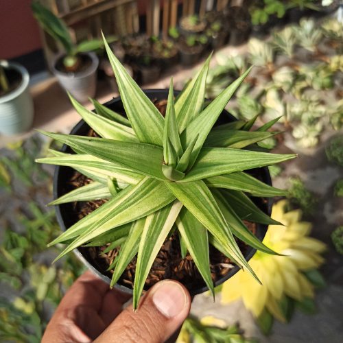 Haworthia Limifolia Ubomboensis Variegated, real gallery image #7 plants. Picture taken directly from kaktus.id community Haworthia farmer green houses.