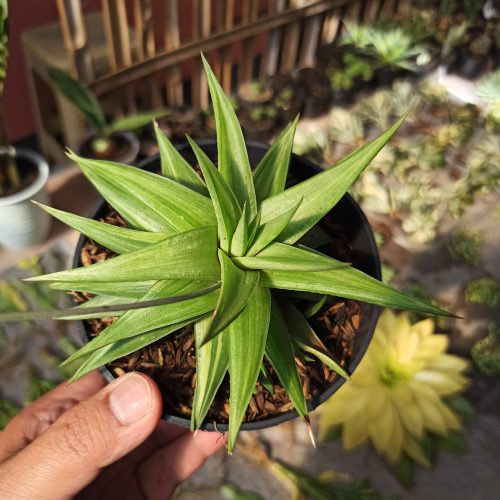 Haworthia Limifolia Ubomboensis Variegated, real gallery image #6 plants. Picture taken directly from kaktus.id community Haworthia farmer green houses.