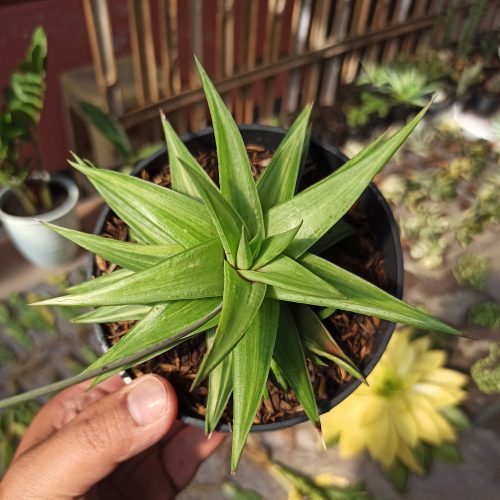 Haworthia Limifolia Ubomboensis Variegated, real gallery image #4 plants. Picture taken directly from kaktus.id community Haworthia farmer green houses.