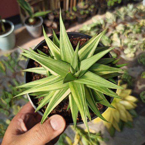 Haworthia Limifolia Ubomboensis Variegated, real gallery image #9 plants. Picture taken directly from kaktus.id community Haworthia farmer green houses.