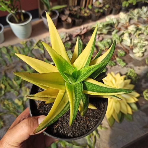 Gasteraloe Green Gold Variegated, real gallery image #1 plants. Picture taken directly from kaktus.id community Gasteraloe farmer green houses.