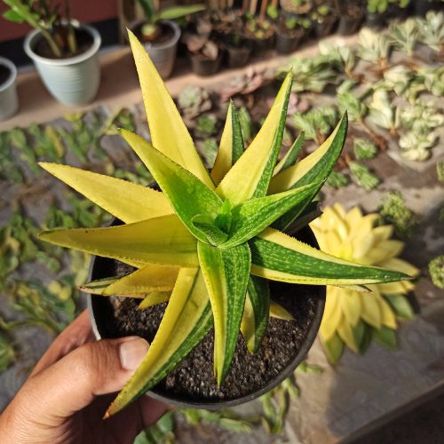 Gasteraloe Green Gold Variegated, real gallery image #4 plants. Picture taken directly from kaktus.id community Gasteraloe farmer green houses.