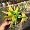 Gasteraloe Green Gold Variegated, real gallery image #3 plants. Picture taken directly from kaktus.id community Gasteraloe farmer green houses.
