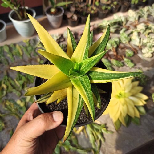 Gasteraloe Green Gold Variegated, real gallery image #5 plants. Picture taken directly from kaktus.id community Gasteraloe farmer green houses.