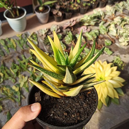 Gasteraloe Green Gold Variegated, real gallery image #2 plants. Picture taken directly from kaktus.id community Gasteraloe farmer green houses.