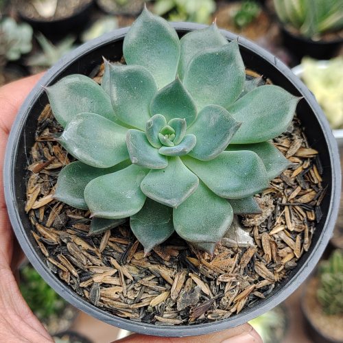 Echeveria Blue Prince, real gallery image #11 plants. Picture taken directly from kaktus.id community Echeveria farmer green houses.