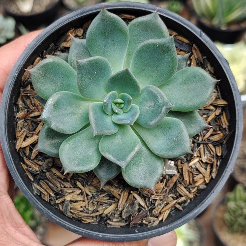 Echeveria Blue Prince, real gallery image #9 plants. Picture taken directly from kaktus.id community Echeveria farmer green houses.