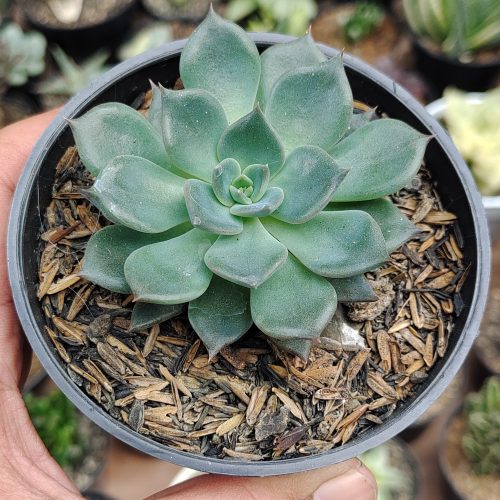 Echeveria Blue Prince, real gallery image #6 plants. Picture taken directly from kaktus.id community Echeveria farmer green houses.