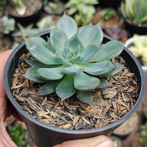 Echeveria Blue Prince, real gallery image #2 plants. Picture taken directly from kaktus.id community Echeveria farmer green houses.
