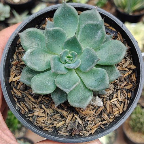 Echeveria Blue Prince, real gallery image #13 plants. Picture taken directly from kaktus.id community Echeveria farmer green houses.