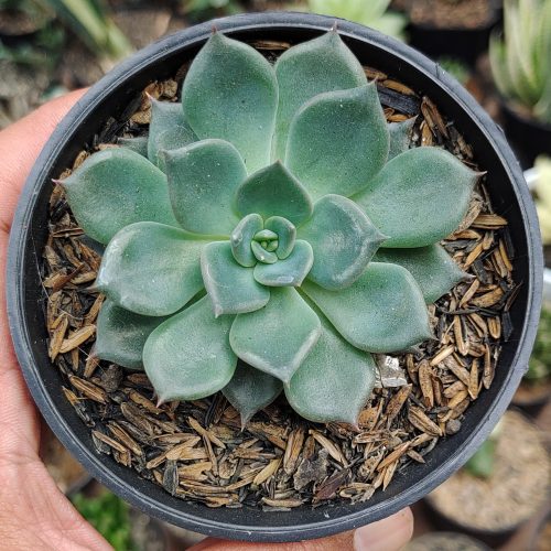 Echeveria Blue Prince, real gallery image #15 plants. Picture taken directly from kaktus.id community Echeveria farmer green houses.