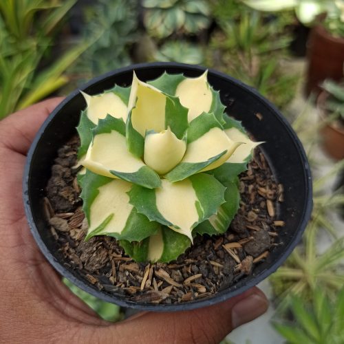Agave Shoji Raijin Variegated, real gallery image #5 plants. Picture taken directly from kaktus.id community Agave farmer green houses.