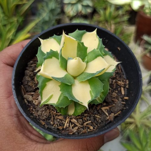 Agave Shoji Raijin Variegated, real gallery image #4 plants. Picture taken directly from kaktus.id community Agave farmer green houses.