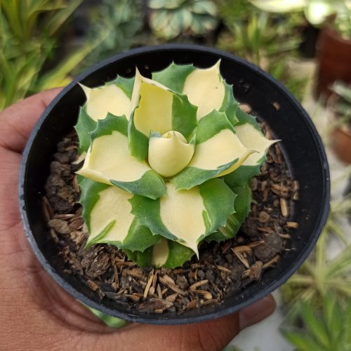 Agave Shoji Raijin Variegated, real gallery image #3 plants. Picture taken directly from kaktus.id community Agave farmer green houses.