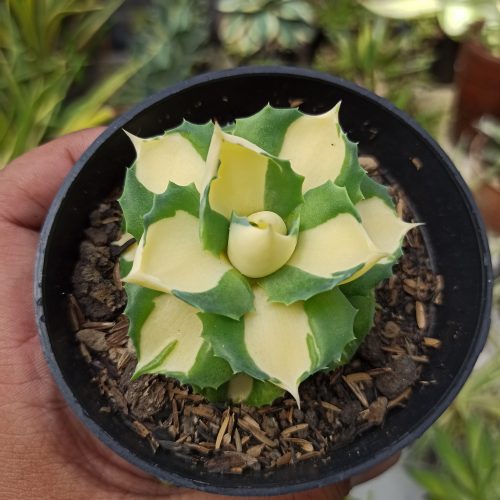 Agave Shoji Raijin Variegated, real gallery image #2 plants. Picture taken directly from kaktus.id community Agave farmer green houses.