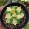 Agave Shoji Raijin Variegated, real gallery image #1 plants. Picture taken directly from kaktus.id community Agave farmer green houses.