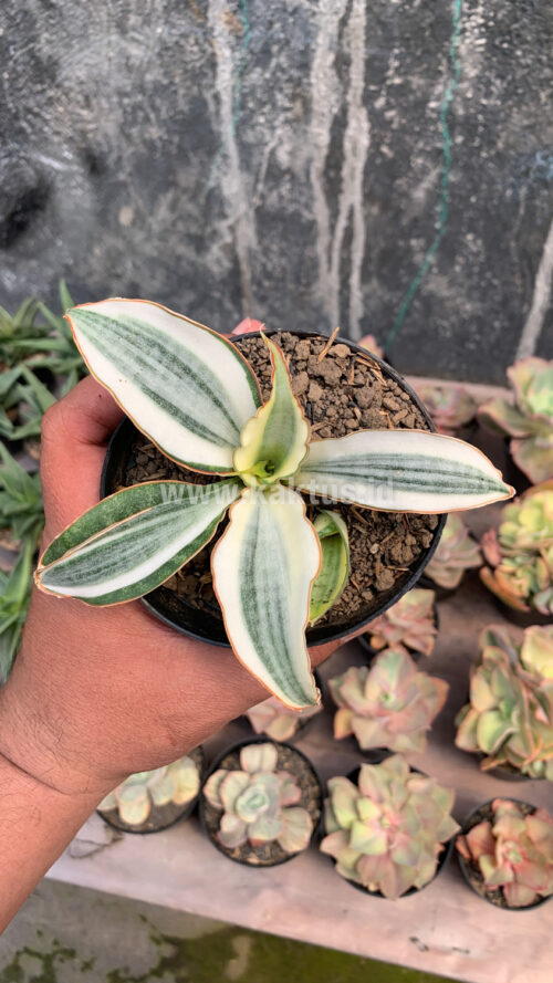 Sansevieria Masoniana Aurea White Variegated Rosettete, real gallery image #1 plants. Picture taken directly from kaktus.id community Sansevieria farmer green houses.