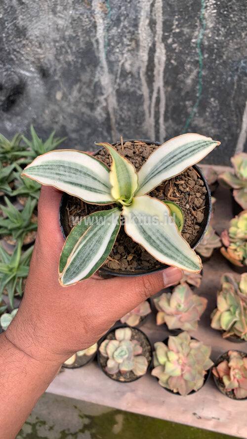 Sansevieria Masoniana Aurea White Variegated Rosettete, real gallery image #7 plants. Picture taken directly from kaktus.id community Sansevieria farmer green houses.