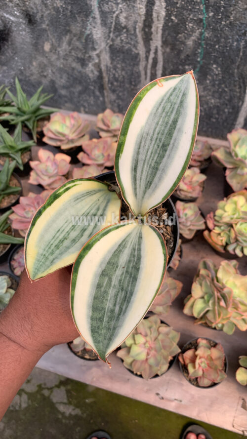 Sansevieria Masoniana Aurea White Variegated Rosettete, real gallery image #3 plants. Picture taken directly from kaktus.id community Sansevieria farmer green houses.