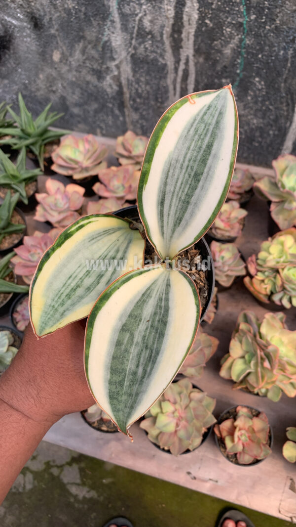 457. Sansevieria Masoniana Aurea White Variegated Rosette - Image 4