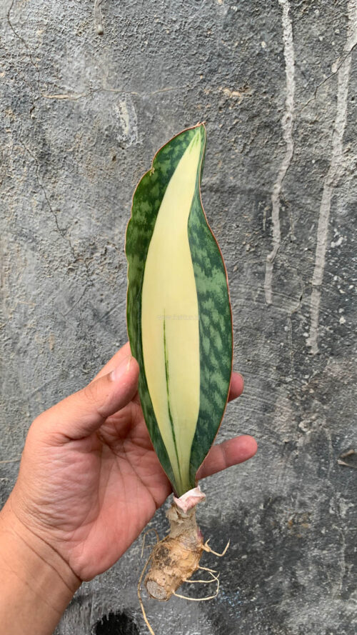 Sansevieria Masoniana Mediopicta Variegated, real gallery image #15 plants. Picture taken directly from kaktus.id community Sansevieria farmer green houses.