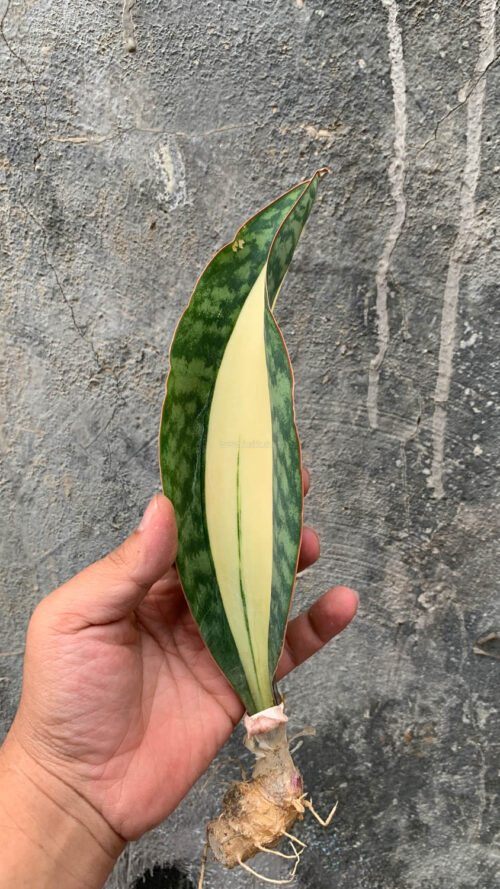 Sansevieria Masoniana Mediopicta Variegated, real gallery image #12 plants. Picture taken directly from kaktus.id community Sansevieria farmer green houses.