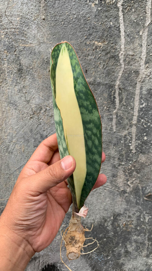 Sansevieria Masoniana Mediopicta Variegated, real gallery image #8 plants. Picture taken directly from kaktus.id community Sansevieria farmer green houses.