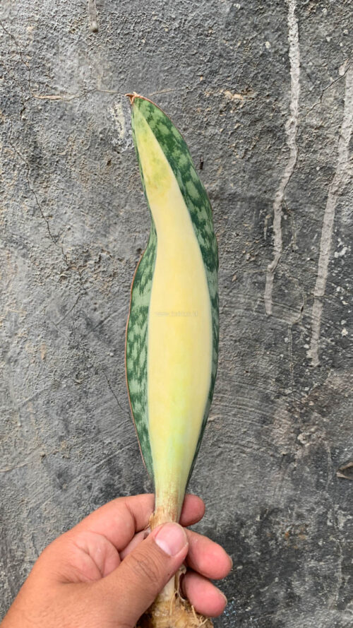 Sansevieria Masoniana Mediopicta Variegated, real gallery image #2 plants. Picture taken directly from kaktus.id community Sansevieria farmer green houses.