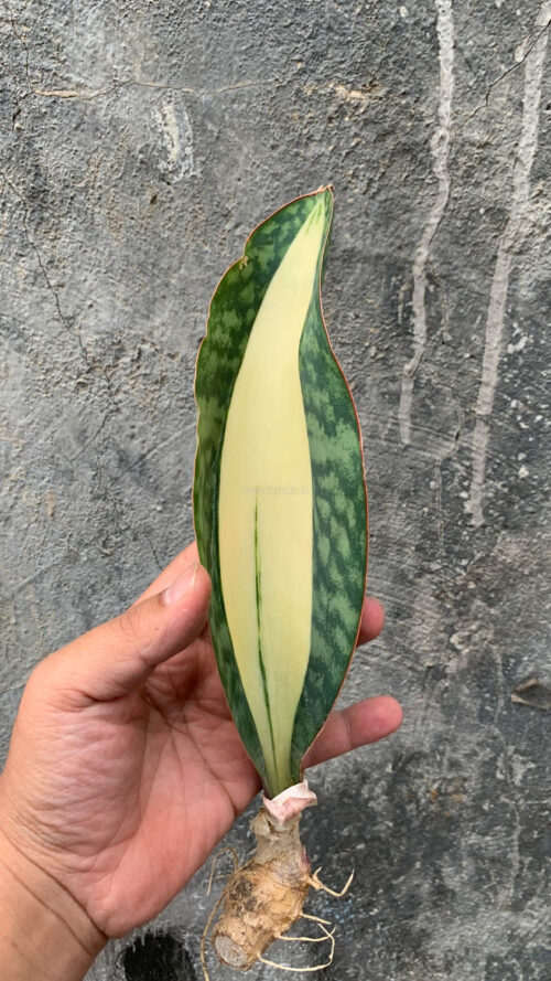 Sansevieria Masoniana Mediopicta Variegated, real gallery image #14 plants. Picture taken directly from kaktus.id community Sansevieria farmer green houses.