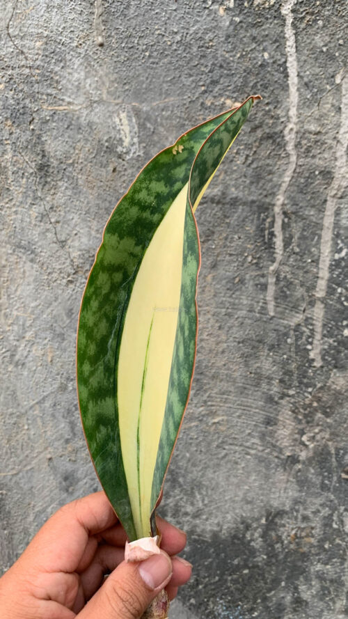 Sansevieria Masoniana Mediopicta Variegated, real gallery image #10 plants. Picture taken directly from kaktus.id community Sansevieria farmer green houses.