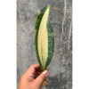 Sansevieria Masoniana Mediopicta Variegated, real feature image plant. Picture taken directly from kaktus.id community Sansevieria farmer green houses.