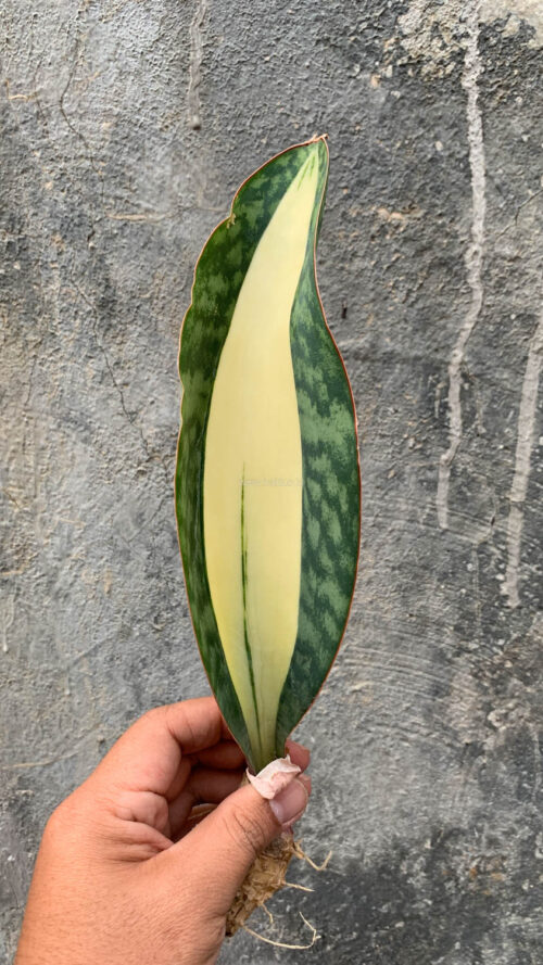 Sansevieria Masoniana Mediopicta Variegated, real gallery image #16 plants. Picture taken directly from kaktus.id community Sansevieria farmer green houses.