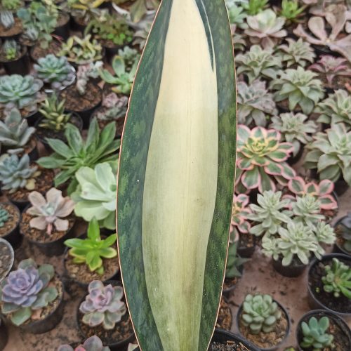 Sansevieria Masoniana Mediopicta Variegated, real gallery image #11 plants. Picture taken directly from kaktus.id community Sansevieria farmer green houses.