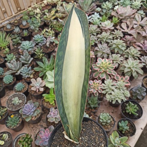 Sansevieria Masoniana Mediopicta Variegated, real gallery image #9 plants. Picture taken directly from kaktus.id community Sansevieria farmer green houses.