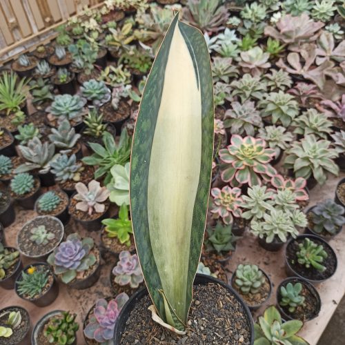 Sansevieria Masoniana Mediopicta Variegated, real gallery image #1 plants. Picture taken directly from kaktus.id community Sansevieria farmer green houses.