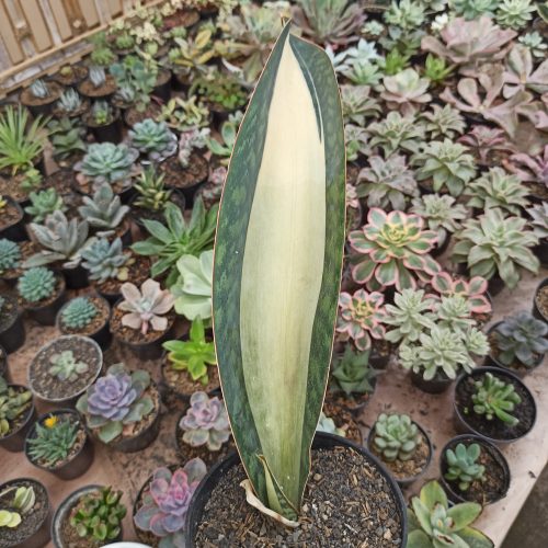 Sansevieria Masoniana Mediopicta Variegated, real gallery image #5 plants. Picture taken directly from kaktus.id community Sansevieria farmer green houses.