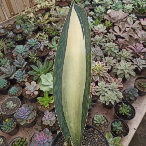 Sansevieria Masoniana Mediopicta Variegated, real gallery image #13 plants. Picture taken directly from kaktus.id community Sansevieria farmer green houses.
