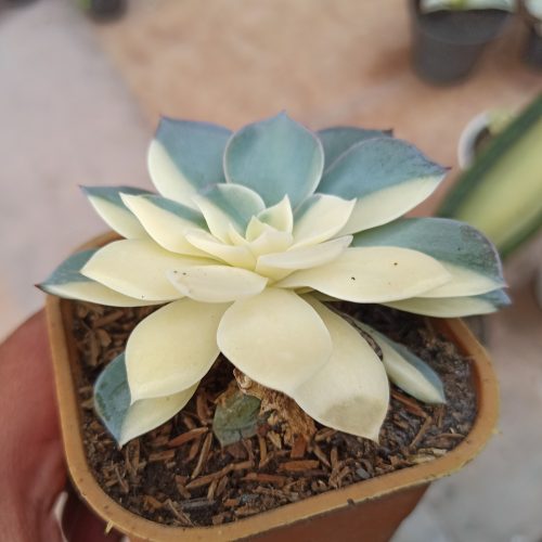 Echeveria Subsessilis Variegated, real gallery image #5 plants. Picture taken directly from kaktus.id community Echeveria farmer green houses.